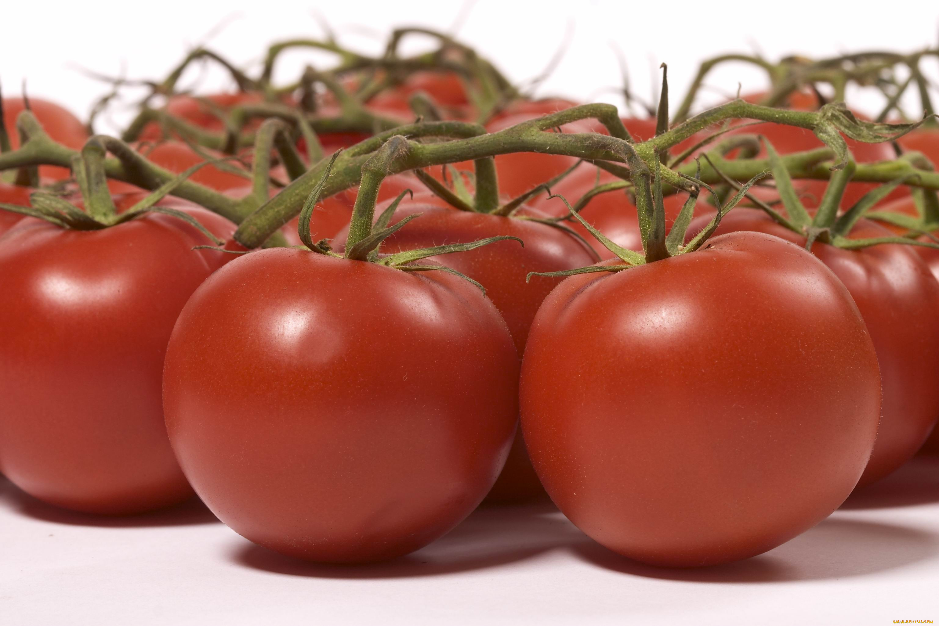Толстой семена томат. Томат толстой f1. Семена томат Лев толстой f1. Сорт помидор Лев толстой. Перцовые помидоры сорт.